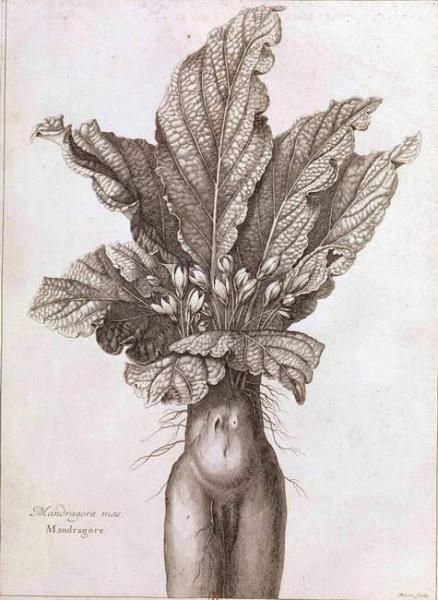 Mandragora Autumnalis...